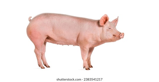 Vista lateral de un cerdo doméstico aislado en blanco