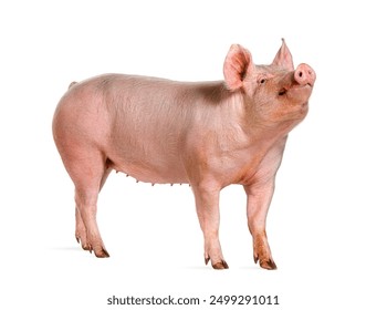 Side view of a Domestic pig, isolated on white