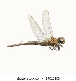 Side View Of Dragon Fly Insect Isolated In White Background