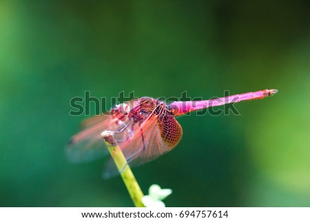 side view of Dragonfly: Crimson Dropwing