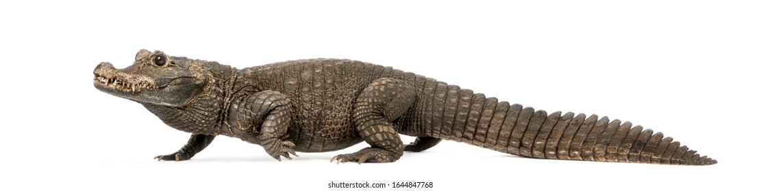 alligator side view