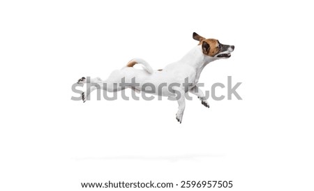 Side view dynamic image of active dog, Jack Russel terrier in motion, jumping high, flying against white studio background. Concept of animal, pet care, grooming, wellness, vet care. Copy space