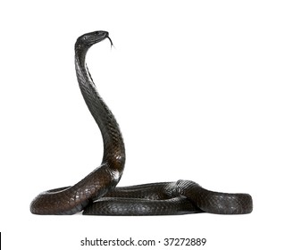 1,067 Egyptian Cobra Images, Stock Photos & Vectors | Shutterstock