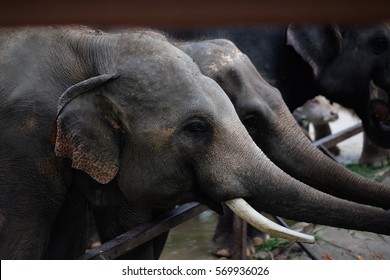 Side View of Elephant