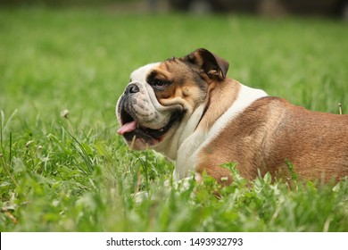 Side View Of A English Bulldog, Dog Sticking The Tongue Out, Lying In The Grass