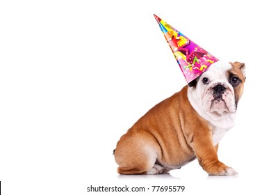 side view of an english bulldog sitting and wearing a party hat with copy space