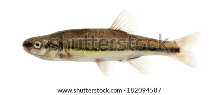 Side view of an Eurasian minnow, Phoxinus phoxinus, isolated on white