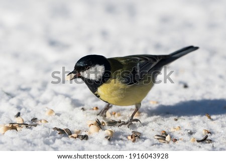 Side view of european great tit bird standing on snow covered ground in the winter with a piece of peanut in the beak