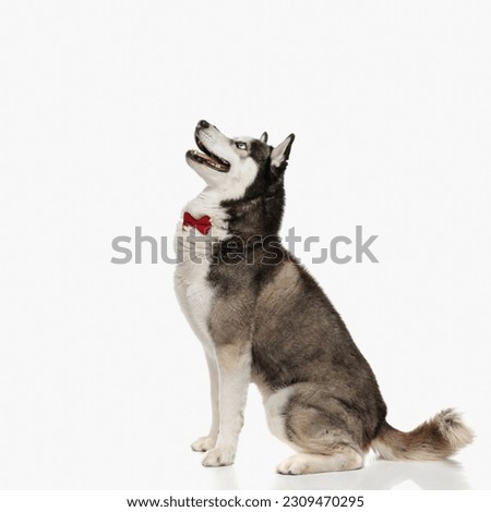 side view of excited young man with bowtie looking up and panting while sitting in front of white background in studio