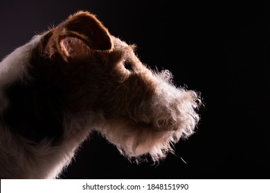 Wire Haired Terrier Images Stock Photos Vectors Shutterstock