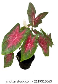 Side view of a fancy-leaf with pinkrose and green, growth in the pot, isolated on white background. Tropical foliage plant.