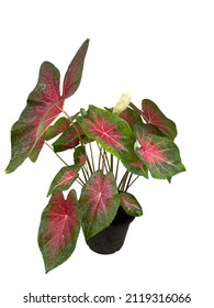 Side view of a fancy-leaf with pinkrose and green, growth in the pot, isolated on white background. Tropical foliage plant.