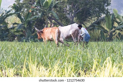 Side View Farmer Ploughing His Agricultural Stock Photo 1212754630 ...