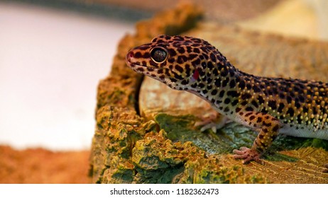 Side View Female Leopard Gecko Stock Photo 1182362473 | Shutterstock