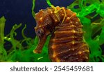 Side view of female, Long-snouted seahorse Hippocampus hippocampus hiding among green algae near the shore in the Black Sea