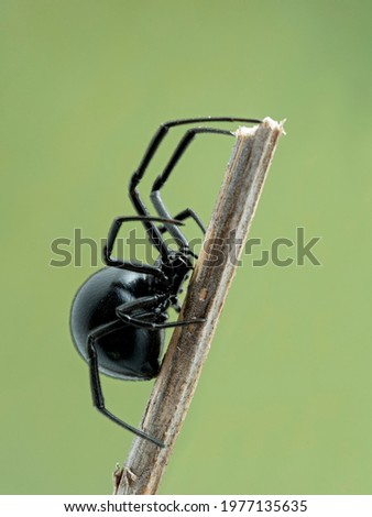 Side view of a female western black widow spider (Latrodectus hesperus) climbing on dead stick
