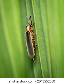 A side view of a Firefly or Lightning Bug on a green plant.