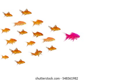 Side View Of Fish Swimming Against White Background