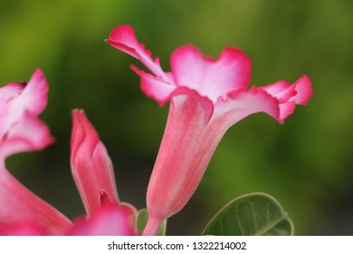 Side View Of Flickr Hive Mind Flower In Oahu Hawaii
