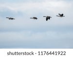 Side view of flock of ducks flying in line in blue sky with clouds