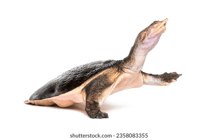 Side view of a Florida softshell turtle walking away, Apalone ferox, isolated on white