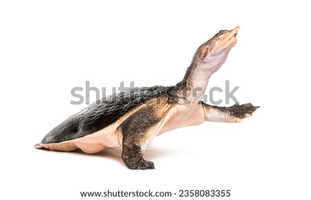 Side view of a Florida softshell turtle walking away, Apalone ferox, isolated on white