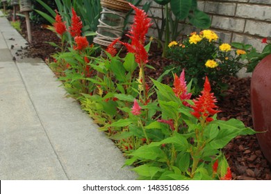 Side View of a Flower Garden with Red Rubber Mulch Between a Gray Brick House and a Concrete Sidewalk Lined with Cockscomb Flowers with Yellow Chrysanthemums in the Background
