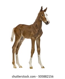 Side View Of A Foal Isolated On White