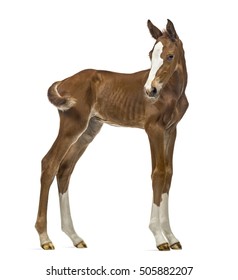 Side View Of A Foal Isolated On White