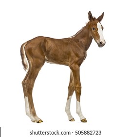 Side View Of A Foal Isolated On White