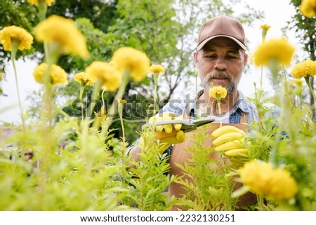 Side view of focused senior caucasian man gardener cuts unnecessary flower and leaves from calendula with pruning shears while processing an check order in the garden.