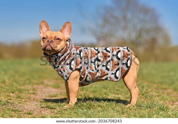Side view of French
Bulldog dogs wearing bathrobe made from fleece fabric to dry faster
after swimming