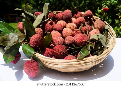 Side View Of Fresh Plucked Lychees Fruit In Wicker Bamboo Basket. Litchi Fruits Bunch With Stems Of Leechi Leaves On Grass Nature Outdoor Background. (Lichi, Litche, Litchi, Leechi)