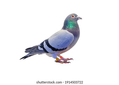 Side view of full body speed racing pigeon isolated on white background