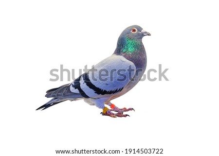 Side view of full body speed racing pigeon isolated on white background