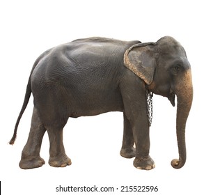 side view full body of thai elephant standing show beautiful skin and perfect body isolated white background use for multipurpose wild life of asia animals