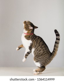 Side view full length portrait of playful cute cat standing up on hind paws trying to catch something showing isolated on grey wall background with copy space.