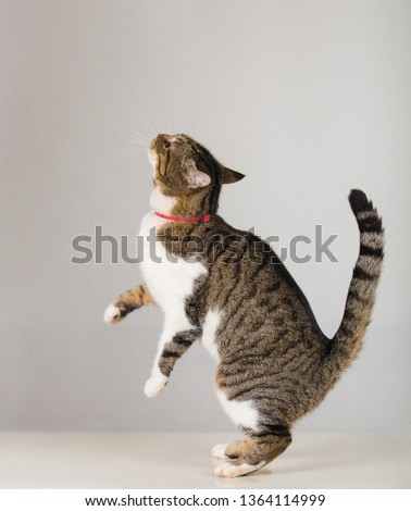 Side view full length portrait of playful cute cat standing up on hind paws trying to catch something showing isolated on grey wall background with copy space.