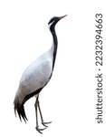 Side view full-length image of grey crane, bird isolated over white background. Concept of animal, travel, zoo, wildlife protection, lifestyle