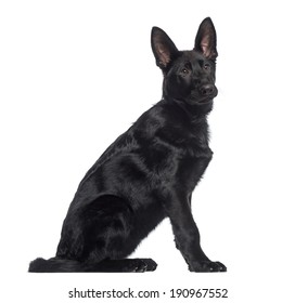 4 Months Old German Shepherd Puppy Images Stock Photos Vectors