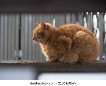 vue latérale d'un chat gingembre allongé sur une barrière en bois en hiver.