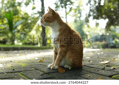 Side view of a ginger and white stray cat sitting on a paved park path. A domestic shorthair cat looking away with a soft blurred forest background and beautiful morning light bokeh.