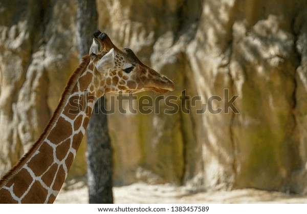 Side View Giraffes Head Stock Photo 1383457589 | Shutterstock