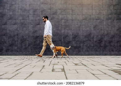 Side View Of Glamorous Businessman Walking His Dog In The Urban Exterior. A Businessman Walking The Dog