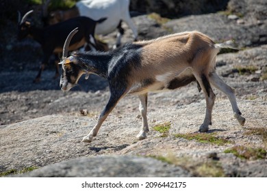 Side View Of Goat Climbing Down A Rock, In Gerês National Park.