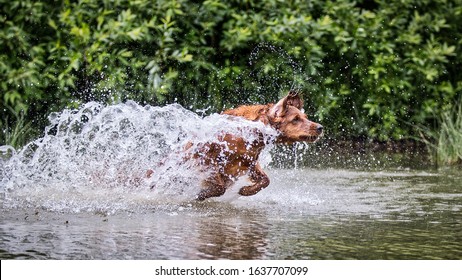 Side View Of Golden Retriever Jumping In Lake Water To Fetch