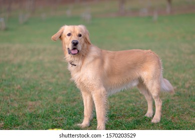 Side View Of Golden Retriever Playing With His Toy.dog Standing On Meadow.