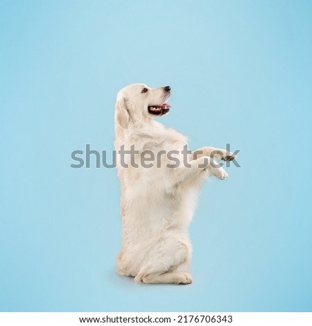 Side view of golden retriever standing on hind legs and listening owner's commands, looking at copy space isolated on blue studio wall, cropped