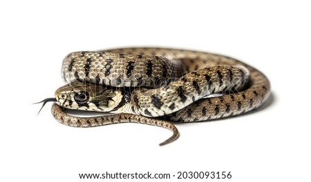 Side view of a Grass snake sniffing with its tongue , Natrix natrix, Isolated on white