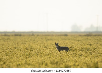 Side view of gray fox standing in field full of green grass and looking at camera
